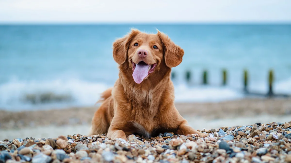 A Nova Scotia Duck Tolling Retriever is relaxing on a pebble beach by the sea
