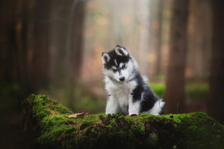a siberian husky puppy in an autumn forest, husky, autumn, autumns, cute, dogs, forest, forests, puppies, trees, animals, fauna
