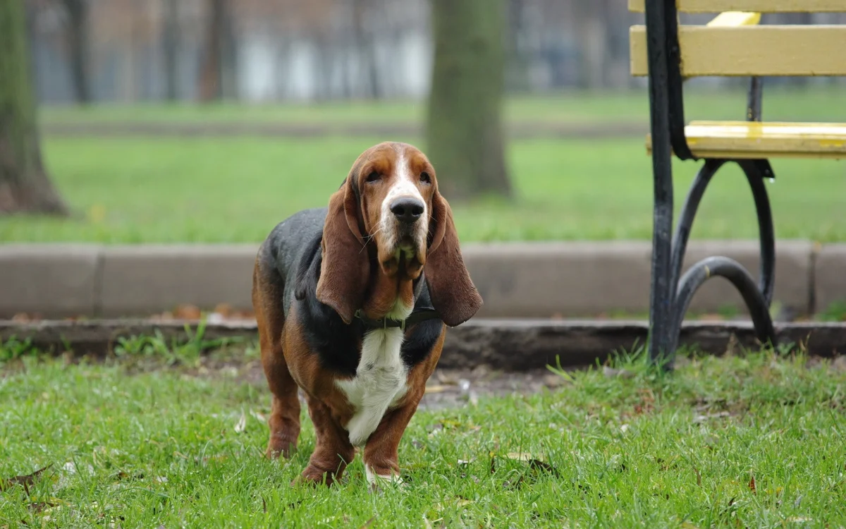 A Basset Hound on a walk in the city park