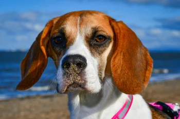 A beagle with a nose covered in sand, set against the backdrop of the seashore