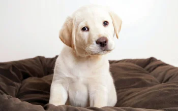 a labrador puppy on a soft bed, labrador retriever, dogs, labradors, look, views, glance, puppies, animals, fauna