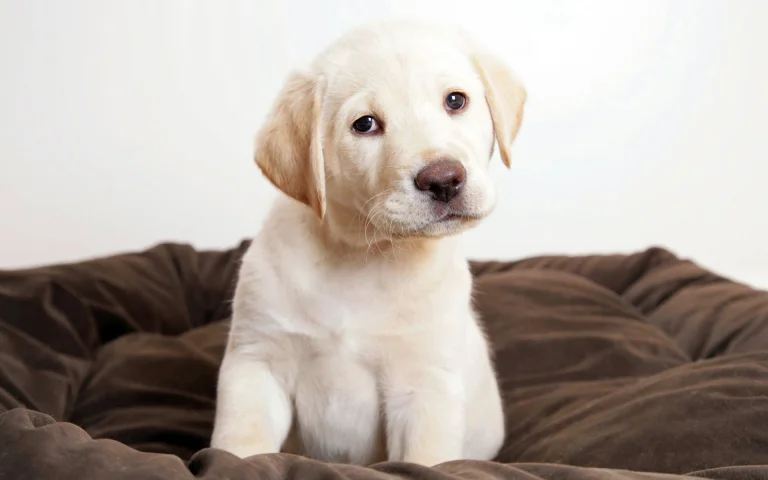 a labrador puppy on a soft bed, labrador retriever, dogs, labradors, look, views, glance, puppies, animals, fauna