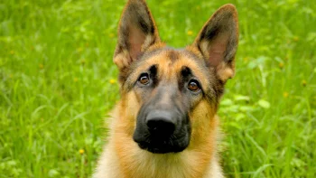 A German Shepherd against a backdrop of lush summer grass