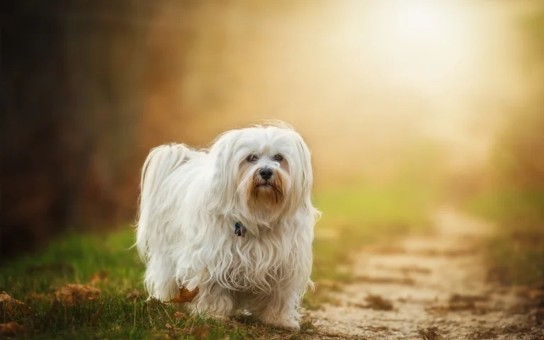a snow-white maltese bichon on a forest trail, maltese, autumn, autumns, dogs, forest, forests, herb, herbs, lawns, leaves, foliage, leafage, frondage, maltese poodles, paths, trails, pathways, sun, sun rays, sunlight, rays, sunsets, sunset, animals, fauna
