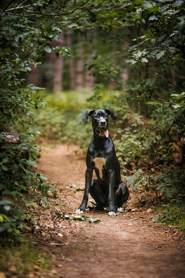 a black great dane on a forest trail on a summer day, great dane, dogs, forest, forests, great danes, leaves, foliage, leafage, frondage, paths, trails, pathways, trees, animals, fauna