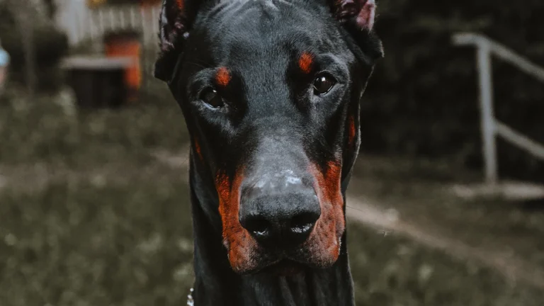 the doberman's watchful gaze, doberman, dobermans, dogs, look, views, glance, macro photography, macro, animals, fauna