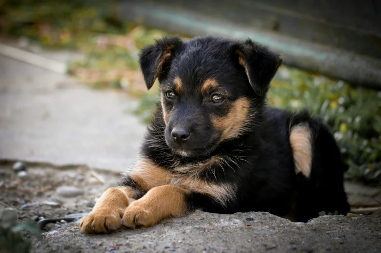 a small black puppy, dogs, look, views, glance, puppies, sheepdogs, streets, animals, fauna