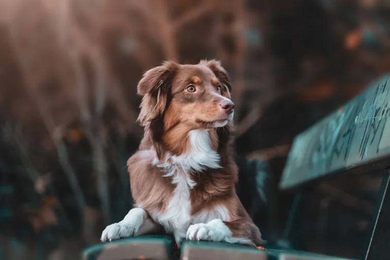 an australian shepherd on a park bench, autumn, autumns, benches, dogs, look, views, glance, parks, national parks, sheepdogs, animals, fauna