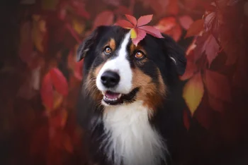 An Australian Shepherd with an autumn leaf on its head in the garden