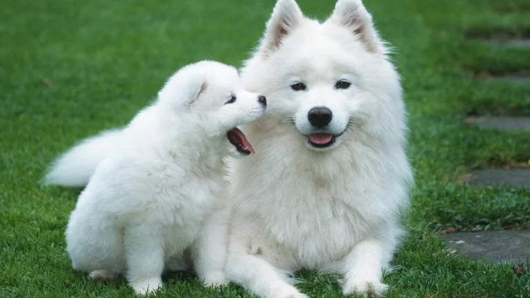 snow-white samoyeds on lush green grass, shiba inu, cute, dogs, herb, herbs, lawns, puppies, animals, fauna