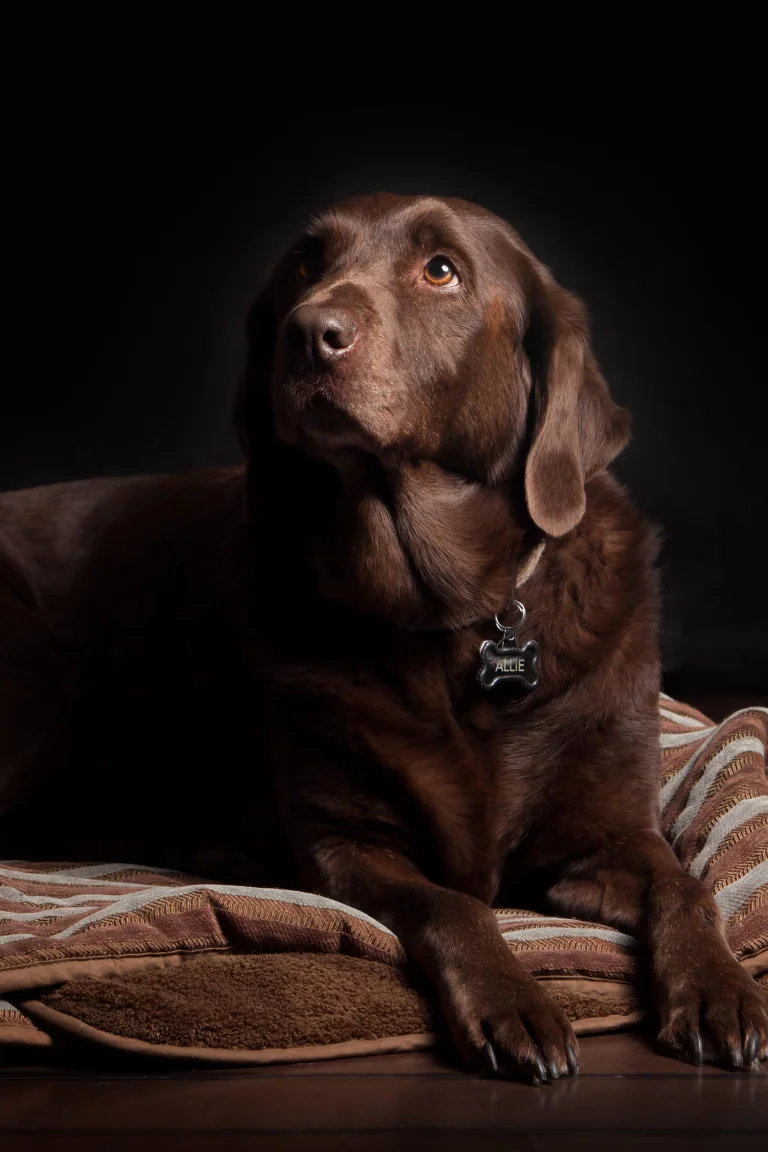 a chocolate-colored labrador with a pensive look against a dark background, labrador, dogs, labradors, look, views, glance, animals, fauna