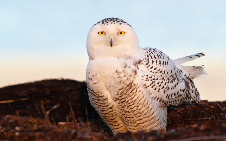 A snowy owl against the backdrop of the Arctic horizon