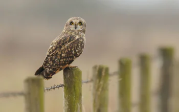 A short-eared owl perched on a wooden fence post