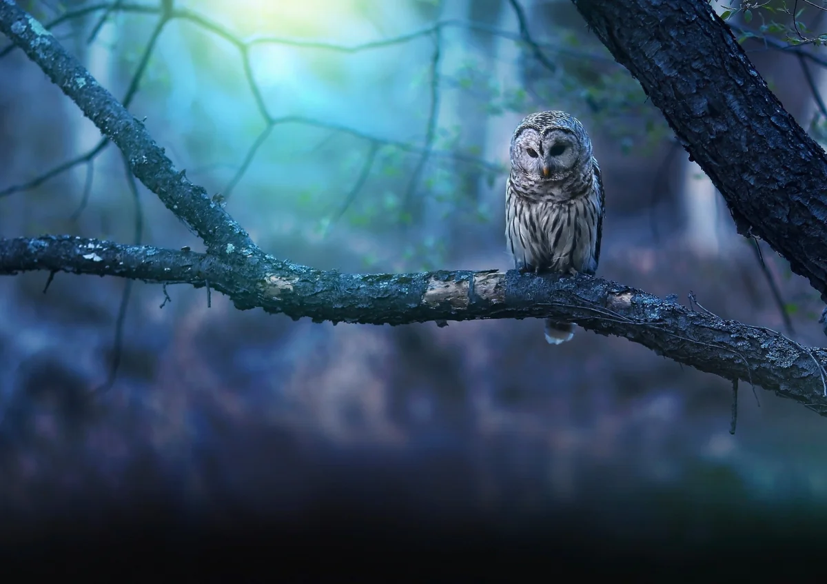 A spotted owl on a branch in a twilight forest