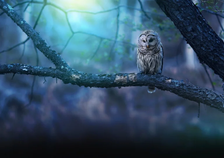 A spotted owl on a branch in a twilight forest