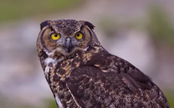 A Virginian eagle owl with a piercing gaze