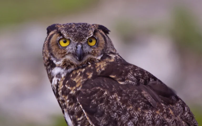 A Virginian eagle owl with a piercing gaze