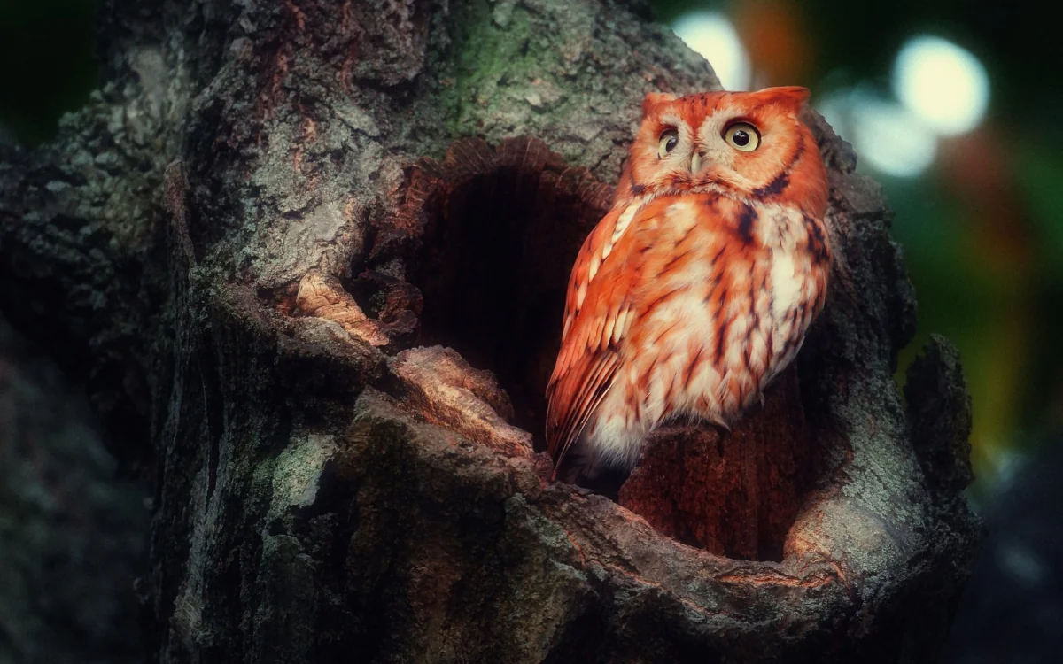A red-headed oriental tree creeper in the hollow of an old tree