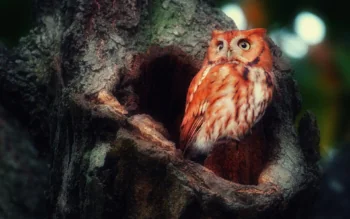 A red-headed oriental tree creeper in the hollow of an old tree