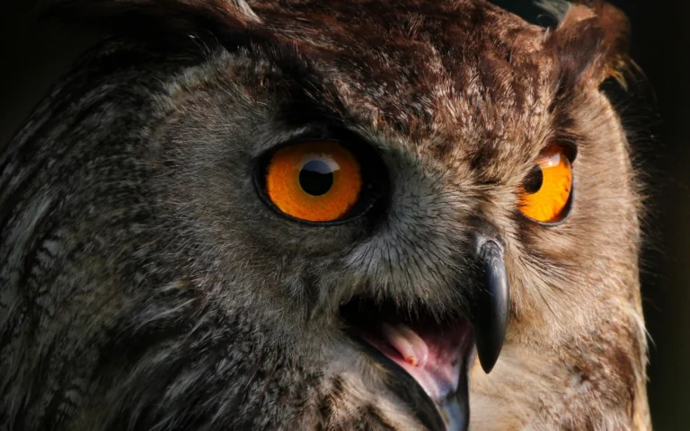 The gaze of a wide-eyed eagle owl in the dark