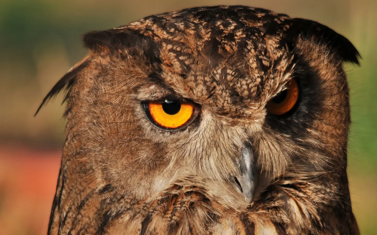 The gaze of an eagle owl in the rays of the setting sun