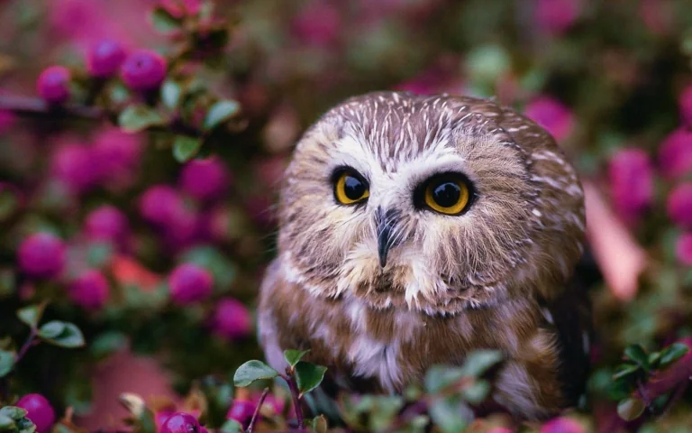 A North American barn owl among flowering shrubs