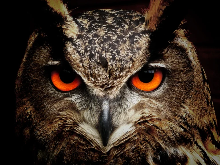 The gaze of an eagle owl with glowing orange eyes in the dark
