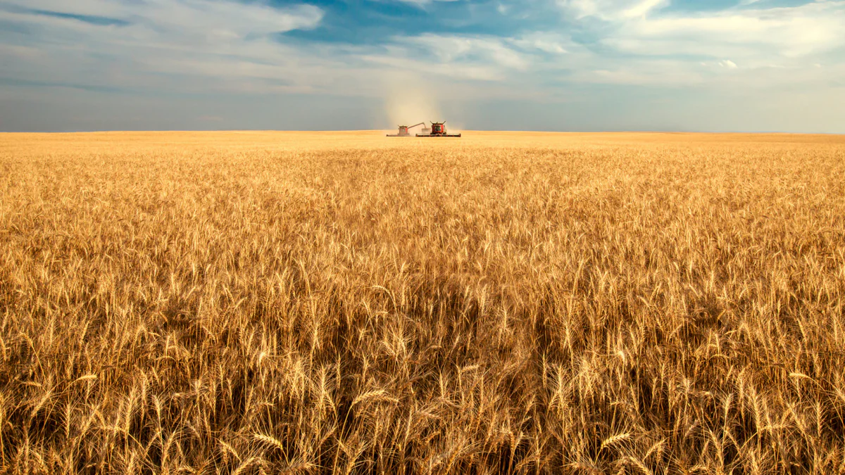 A golden wheat field under the boundless sky of the U.S. Midwest