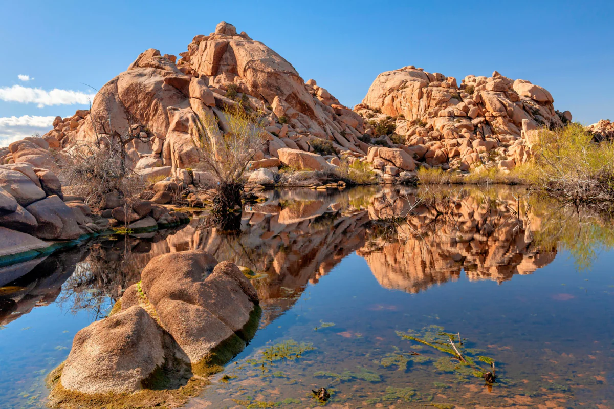 The reflection of Joshua Tree in the calm waters of a California oasis