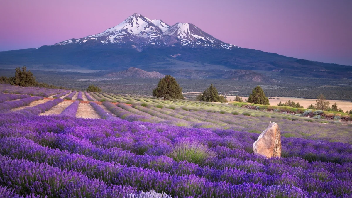Lavender fields against the backdrop of the snow-capped peak of Mount Shasta in California