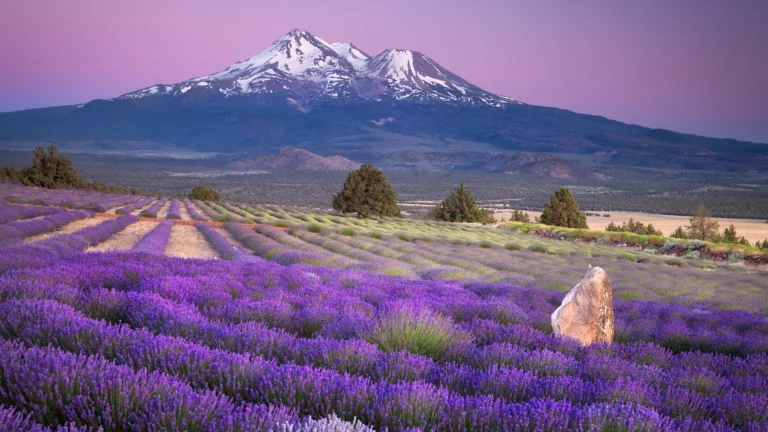 Lavender fields against the backdrop of the snow-capped peak of Mount Shasta in California