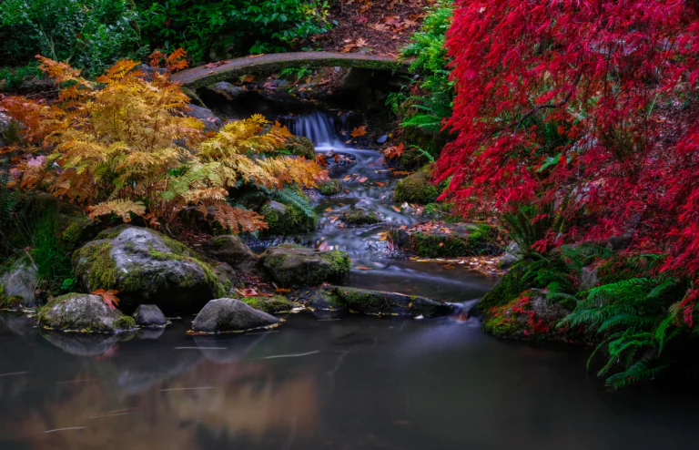 An autumn stream with a stone bridge in a Japanese garden in the U.S.