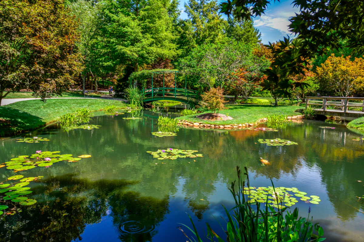 A green garden with a pond and a Japanese bridge in the U.S.