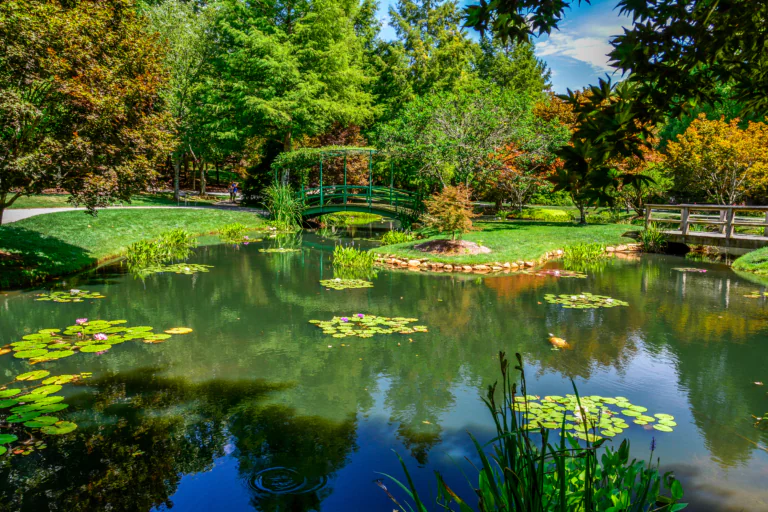 A green garden with a pond and a Japanese bridge in the U.S.