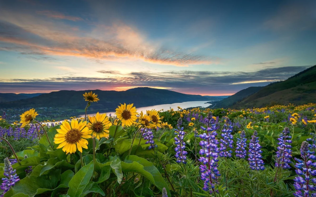 Sunset over the flower-covered hills along the Columbia River