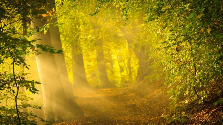 golden rays of sunlight in an autumn forest, autumn, autumns, forest, forests, leaves, foliage, leafage, frondage, paths, trails, pathways, sun, sun rays, sunlight, rays, trees, nature