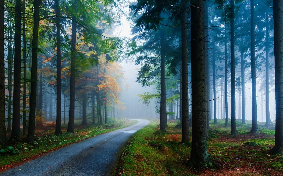 A misty road leading deep into the autumn forest