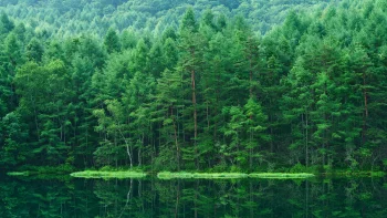 Зелений масив хвойного лісу, що відбивається у гладі озера