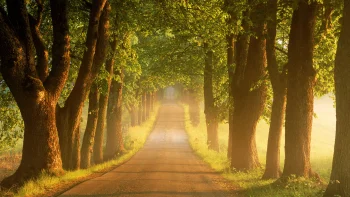 The golden light of the morning sun in the linden tree-lined avenue