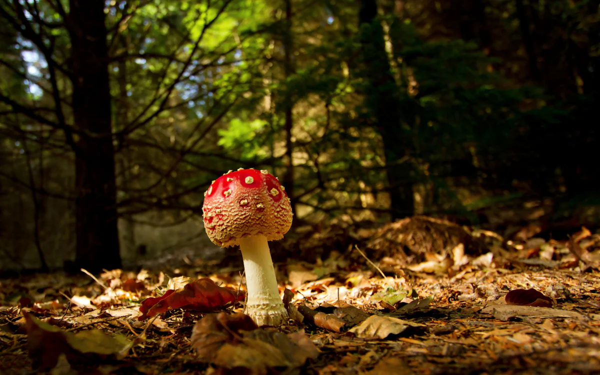 A toadstool in the sunlight among the fallen leaves