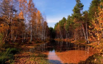 осіннє світло в березовому гаї біля лісового озера, берези, відображення, дерева, листя, ліс, ліси, озера, водойми, осінь, осені, пейзажі, сосни, природа