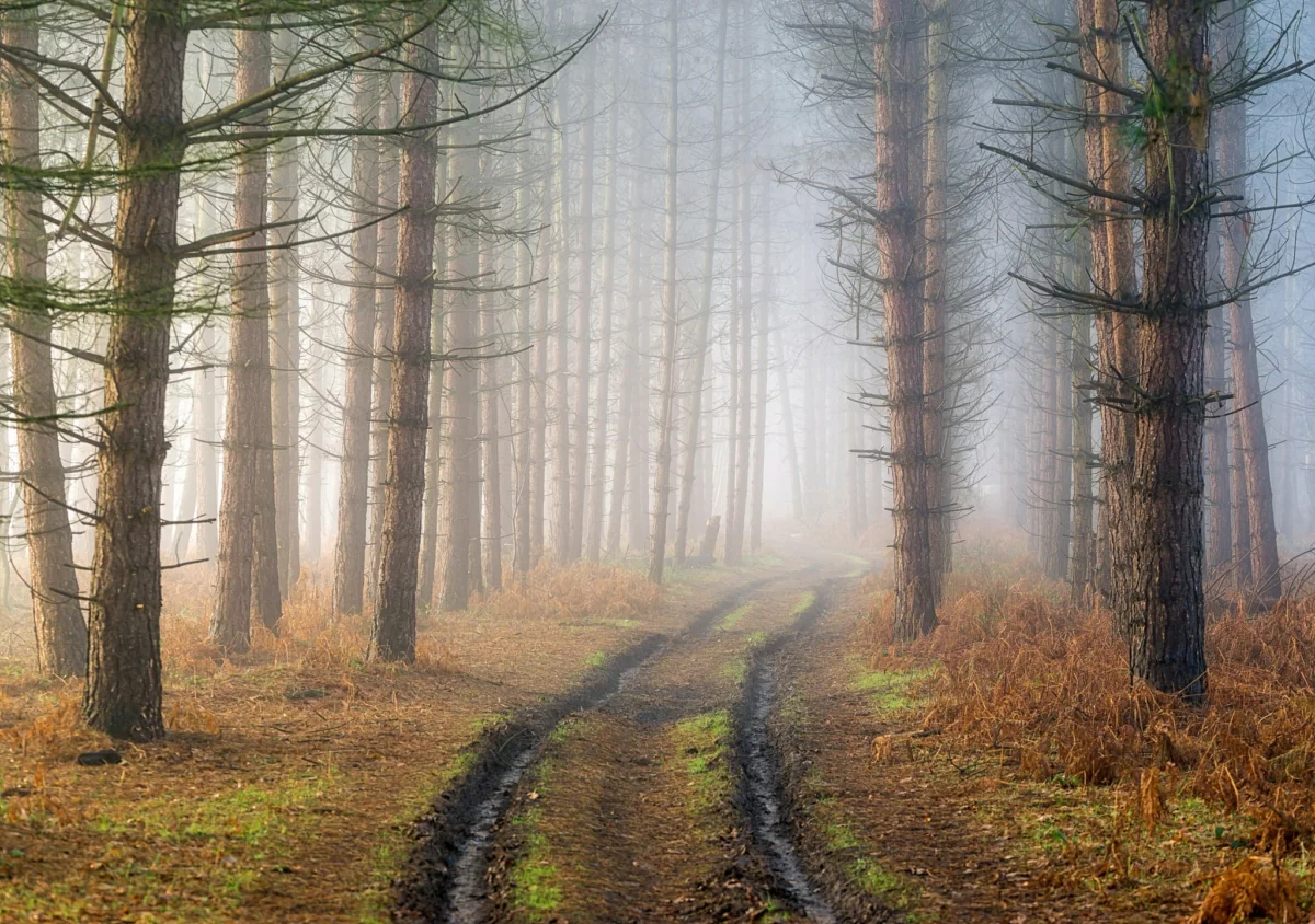 Morning mist in a pine forest