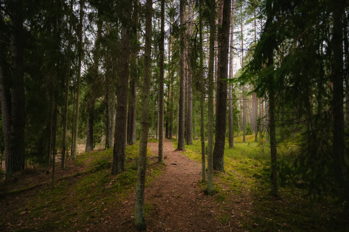 A forest trail among tall pine trees