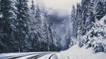 A snow-covered road through a coniferous forest