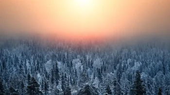 Winter dawn over a snow-covered coniferous forest