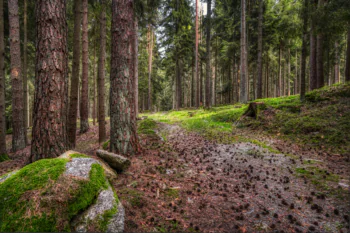 Morning light deep in the coniferous forest