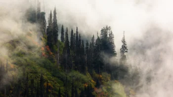 A misty hillside with coniferous trees