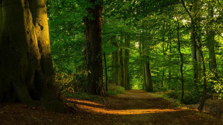 sunbeams deep within the old forest, evening, evenings, twilight, dus, forest, forests, leaves, foliage, leafage, frondage, paths, trails, pathways, trees, nature