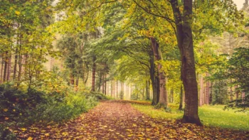 A golden forest path bathed in soft light