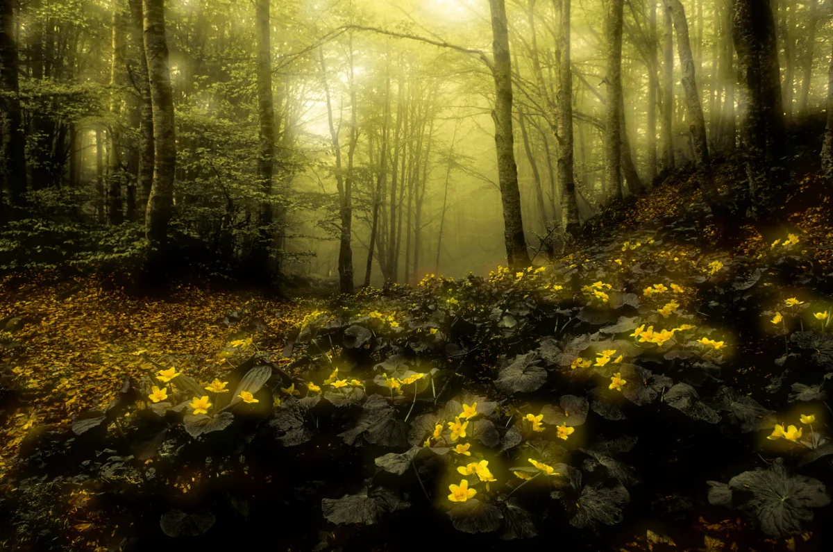The yellow flowers of the Kaluzhnitsa in the morning mist of a beech forest